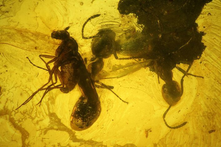 Two Fossil Ants (Formicidae) and a Fly (Diptera) in Baltic Amber